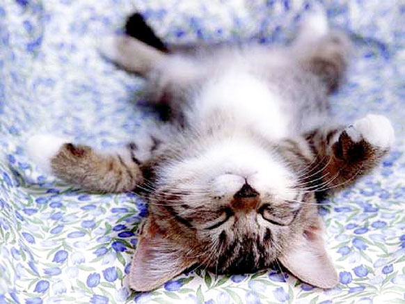 http://themusicninja.com/wp-content/uploads/2009/04/relaxed_kitten2.jpg